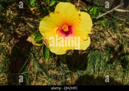 Nahaufnahme einer schönen großen gelben Hibiskusblüte mit roter Mitte und grünen Blättern im Hausgarten Stockfoto