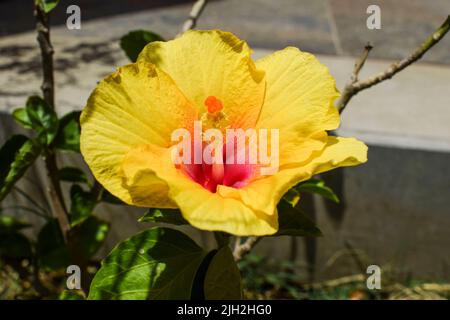 Nahaufnahme einer schönen großen gelben Hibiskusblüte mit roter Mitte und grünen Blättern im Hausgarten Stockfoto