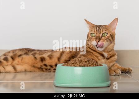 Volle Schüssel mit trockenem Katzenfutter auf dem Boden. Selektiver Fokus. Stockfoto