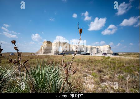 Pflanzen in dem im Trockenen Kansas mit entkochten Monument Rocks in Grove County, Kansas. Stockfoto