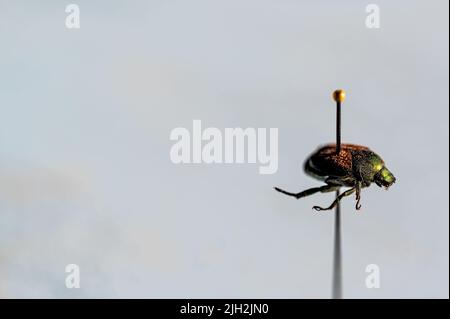 Geflemmte japanische Käferexemplaren in einer Insektensammlung Stockfoto