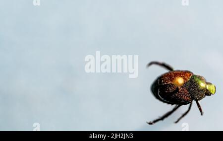 Geflemmte japanische Käferexemplaren in einer Insektensammlung Stockfoto