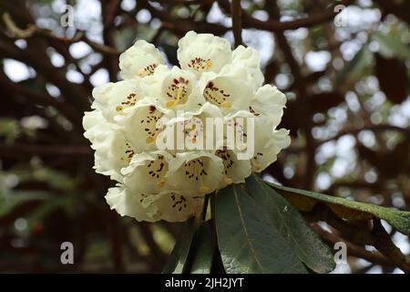 Nahaufnahme einer Gruppe weißer Blüten Stockfoto