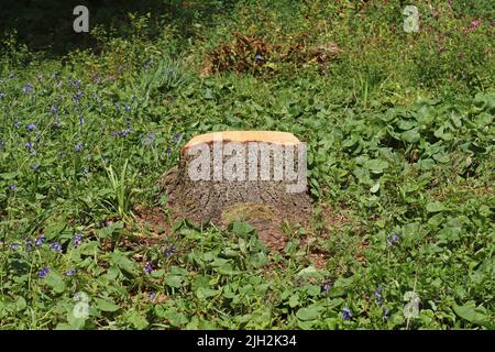 Ein Baumstumpf, der aus Sicherheitsgründen abgeschlagen und geschliffen wurde Stockfoto