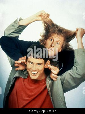 CARREY, Daniels, Dumm und Dümmer, 1994 Stockfoto