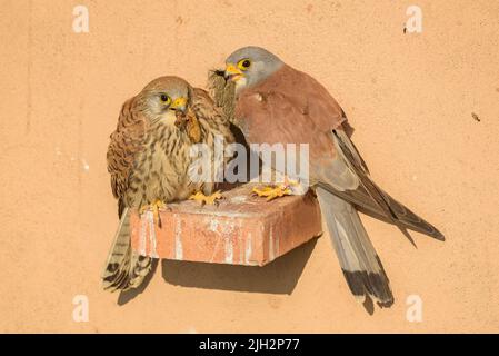 Ein paar Lesser Turmfalken (Falco naumanni) in den Trockengebieten der Lleida-Ebene im Frühjahr (Nordspanien) (Lleida, Katalonien, Spanien) Stockfoto