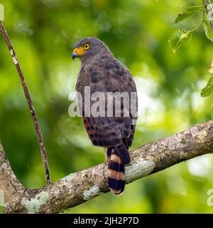 Straßenfalke, der in einem Baum am Straßenrand in Costa Rica thront Stockfoto