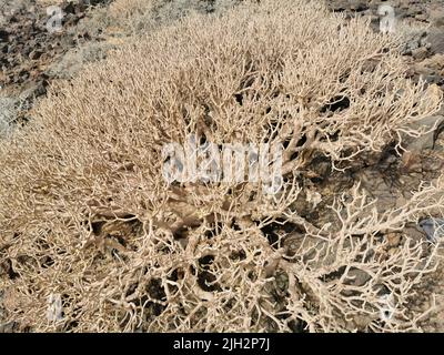 Trockener, kreisförmiger Wüstenbusch, bekannt als Tumbleweed oder Russischer Distel. Tumbleweed sind dafür bekannt, Brände und Autoschäden beim Stolpern auf der Straße zu verursachen. Stockfoto