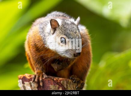 Buntes Eichhörnchen auf Baumstumpf in Costa Rica Stockfoto