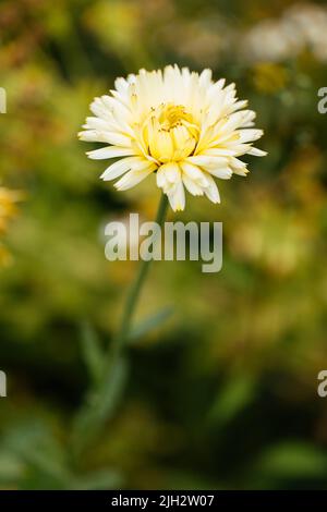 Cremig blühende „Elfenbeinprinzessin“ (Calendula officinalis) Stockfoto