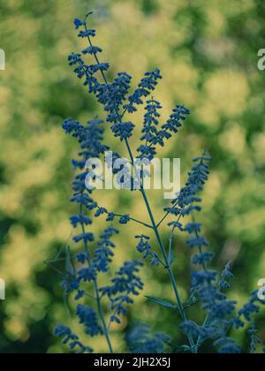 Perovskia lebedolistnaya gehört zu den mehrjährigen Halbsträuchern. Duftende Honigpflanze im Garten. Anbau von Heilpflanzen Stockfoto