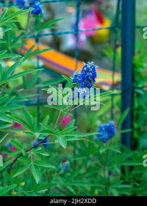 Vitex agnus-castus L. bekannt als agno casto Stockfoto