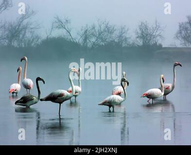 Flamingos, die im See abkühlen, Dubai, Vereinigte Arabische Emirate Stockfoto