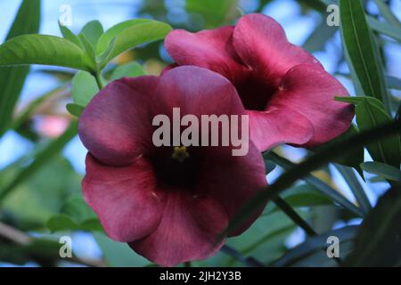 Schöne rosa Blume Hollyhock blüht im Garten.Hollyhock alcea rosea Blume Knospe im Garten Stockfoto
