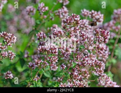 Blühender Oregano, Origanum vulgare, Nahaufnahme Stockfoto