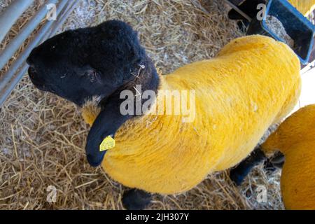 Suffolk Schafe, Ergebnis der Kreuzung, wenn Norfolk Horn Mutterschafe wurden zu verbesserten Southdown Widder gesetzt. Tiermarkt mit lebenden Tieren. Stockfoto