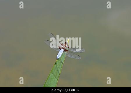 Die Fliege sitzt im Schilf am See. Stockfoto