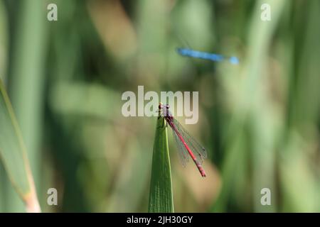 Die Fliege sitzt im Schilf am See. Stockfoto