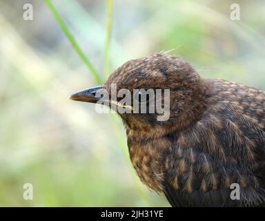 Porträt einer jungen Amsel oder Turdus merula. Der Hintergrund ist unscharf. Stockfoto
