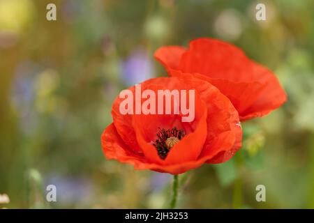Blühende rote Mohnblumen (Papaver Rhoeas) Stockfoto