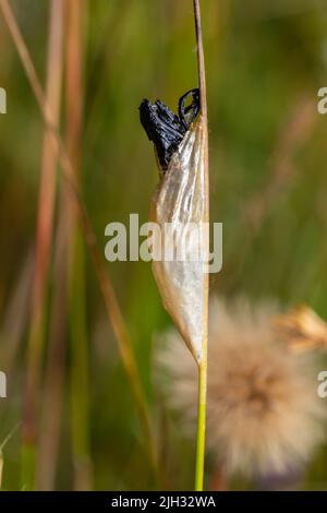 Eine sechs-Punkt-burnett-Motte, Zygaena filipendulae, die aus ihrem Kokon hervortritt. Stockfoto