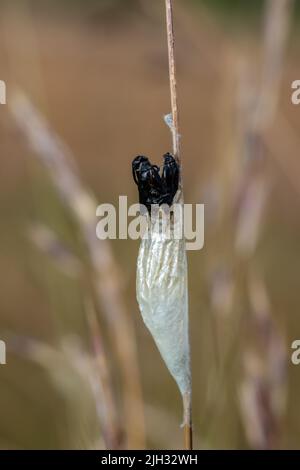 Eine sechs-Punkt-burnett-Motte, Zygaena filipendulae, die aus ihrem Kokon hervortritt. Stockfoto