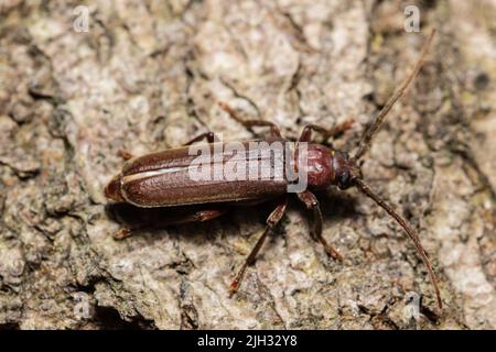 Arhopalus rusticus, manchmal auch der dunkle Langhornkäfer genannt, gehört zur Familie der Cerambycidae. Stockfoto