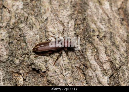 Arhopalus rusticus, manchmal auch der dunkle Langhornkäfer genannt, gehört zur Familie der Cerambycidae. Stockfoto