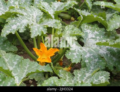 Zucchini oder Zuchini (Cucurbita pepo) blühen auf der Pflanze. Stockfoto