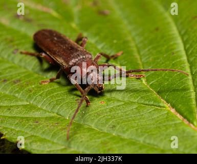 Arhopalus rusticus, manchmal auch der dunkle Langhornkäfer genannt, gehört zur Familie der Cerambycidae. Stockfoto