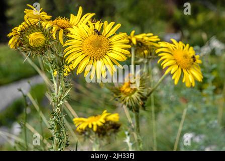 Nahaufnahme von Prickly Mountain Thistle (Berkheya multijuga) Blumen im Alpinum Schatzalp, Davos, Schweiz Stockfoto