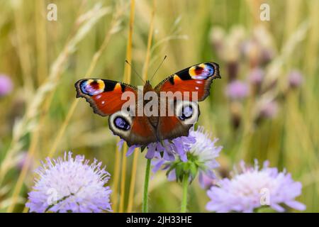 Aglais io, der europäische Pfau, besser bekannt als der Pfauenschmetterling, der auf einer acker, scheußlicher Blume steht. Stockfoto
