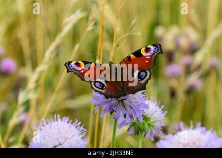 Aglais io, der europäische Pfau, besser bekannt als der Pfauenschmetterling, der auf einer acker, scheußlicher Blume steht. Stockfoto