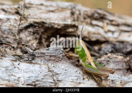 Ein Wiesengrasshopper, Chorthippus parallelus, der auf einem Baumstamm ruht. Stockfoto