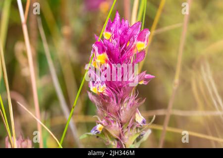 Ein einziger Blütenkopf von Melampyrum arvense, allgemein bekannt als Feldkuhweizen. Stockfoto