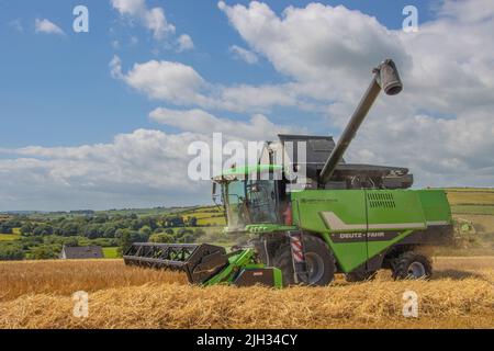 Draper bei Winter Barley Juli 2022 Stockfoto