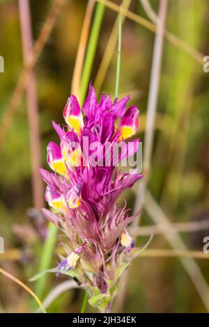 Ein einziger Blütenkopf von Melampyrum arvense, allgemein bekannt als Feldkuhweizen. Stockfoto