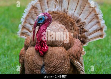 Rouge des Ardennes / Ardennes Red Turkey / Red Ardennes turkey männlich / tom / Gobbler, beliebteste Rasse der heimischen türkei in Frankreich Stockfoto
