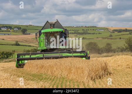 Draper bei Winter Barley Juli 2022 Stockfoto