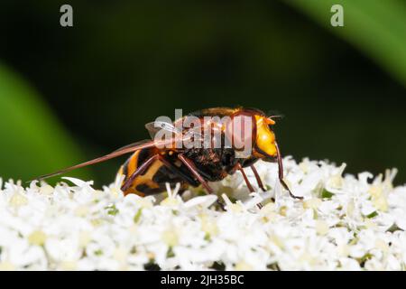 Volucella zonaria, die Hornisse imitieren Schwebfliege, die sich von Nektar aus einer weißen Blume ernährt. Stockfoto