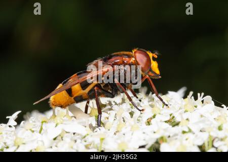 Volucella zonaria, die Hornisse imitieren Schwebfliege, die sich von Nektar aus einer weißen Blume ernährt. Stockfoto