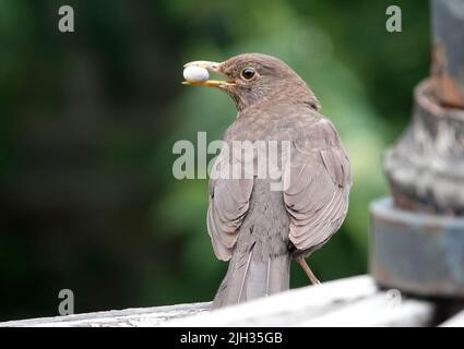 Diese Amsel hat etwas schönes zu essen gefunden. Es sieht aus wie ein Kokon. Der Hintergrund ist dunkelgrün und verschwommen. Stockfoto