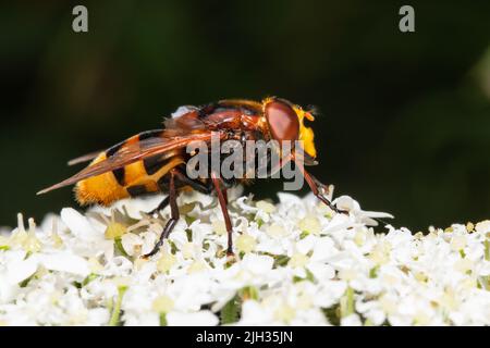 Volucella zonaria, die Hornisse imitieren Schwebfliege, die sich von Nektar aus einer weißen Blume ernährt. Stockfoto