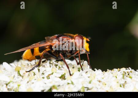 Volucella zonaria, die Hornisse imitieren Schwebfliege, die sich von Nektar aus einer weißen Blume ernährt. Stockfoto
