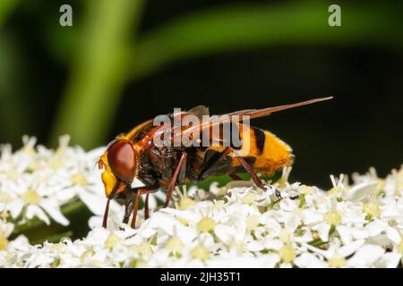 Volucella zonaria, die Hornisse imitieren Schwebfliege, die sich von Nektar aus einer weißen Blume ernährt. Stockfoto
