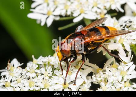 Volucella zonaria, die Hornisse imitieren Schwebfliege, die sich von Nektar aus einer weißen Blume ernährt. Stockfoto