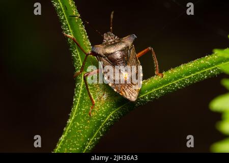 Pentatoma rufipes, besser bekannt als Waldkäfer oder Rotbeinige Schildkäfer, die auf einem Pflanzenstamm sitzend sind. Stockfoto
