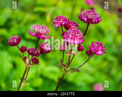 Komplexe Blütenköpfe der Sommer blühenden rot-rosa mehrjährigen Masterwürze, Astratia major var. rosea 'Venice' Stockfoto