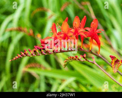 Gebogener Blütenkopf der winterharten, im Juli blühenden Staude, Crocosmia masonorum 'Luzifer' Stockfoto