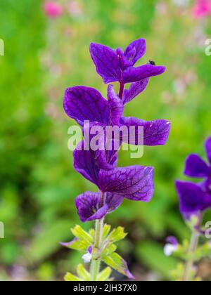 Terminale ornamentale Bracts des winterharten, jährlich bemalten Salbeis, Salvia viridis 'Blue Monday' Stockfoto